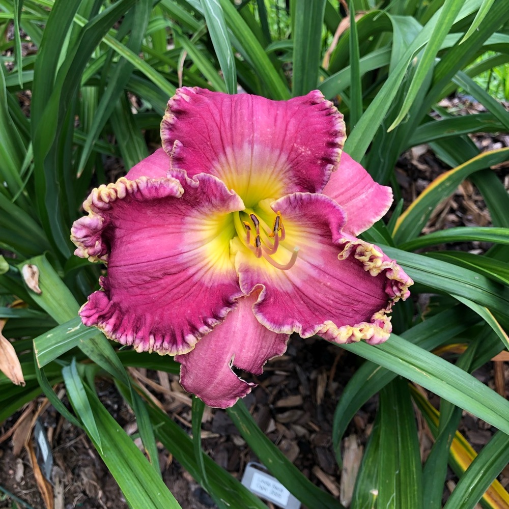 Meet your Posher, Mckenzie